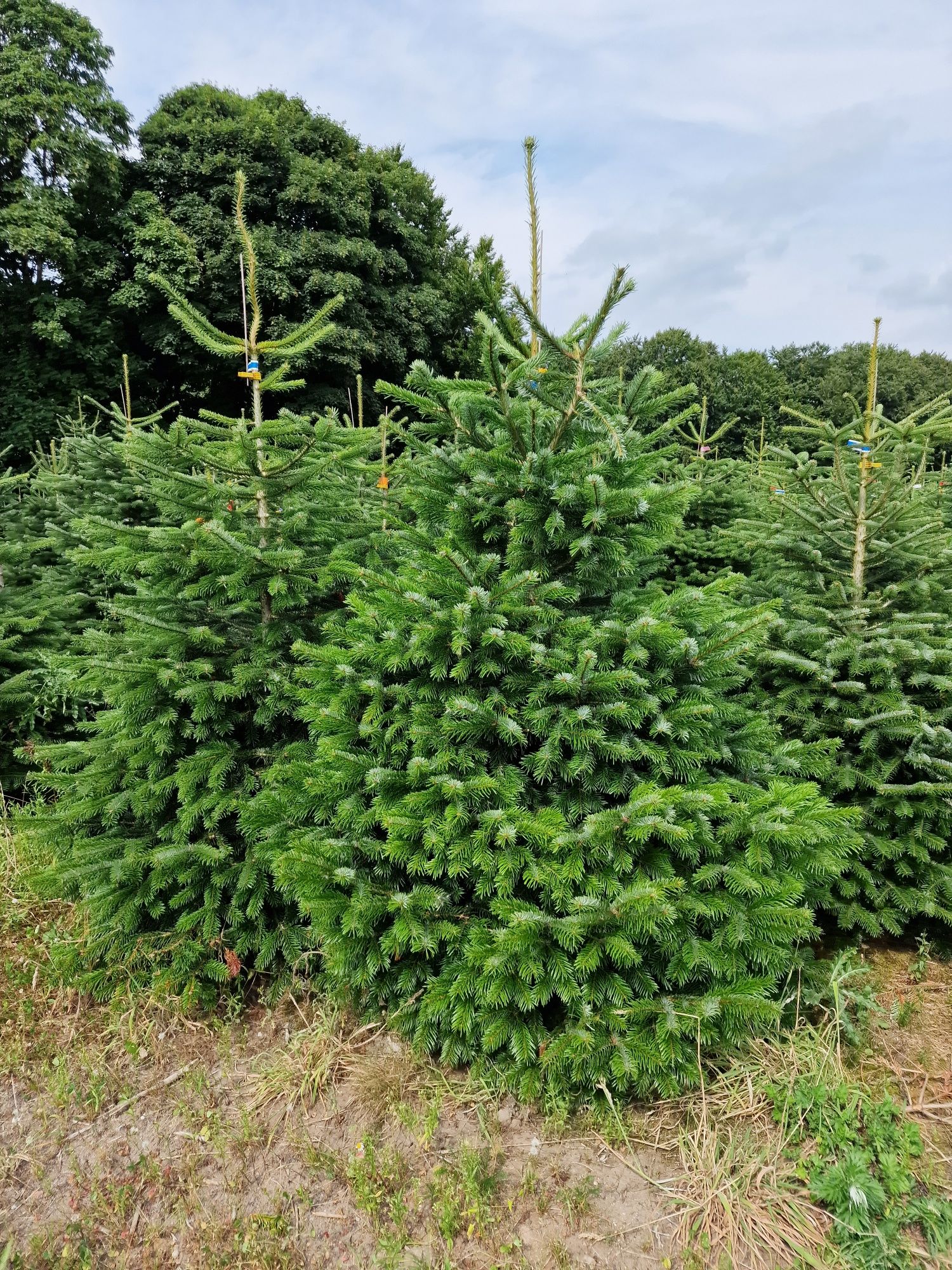 Choinki Jodła Kaukaska plantacja Dania