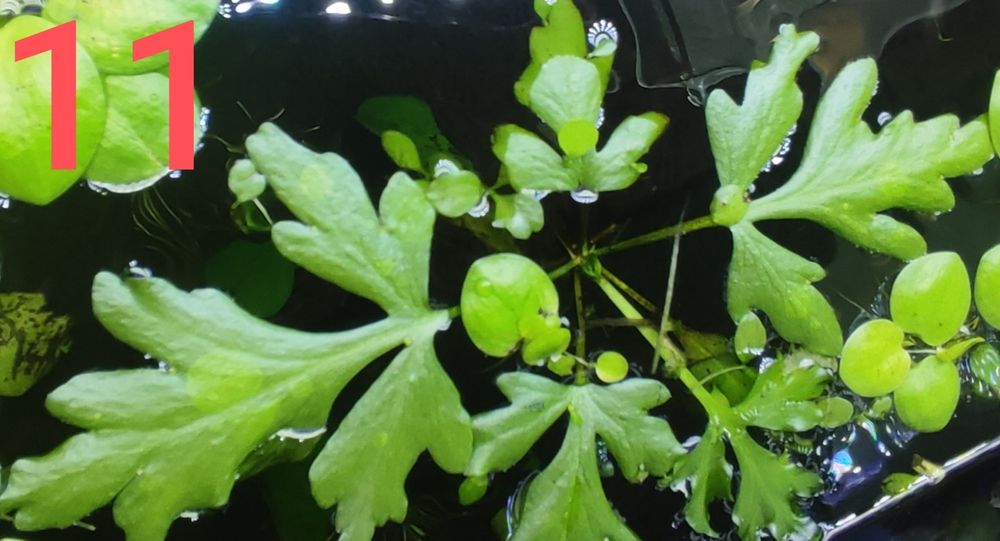 Plantas / Peixes aquario