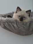 Kocurek Ragdoll Colorpoint