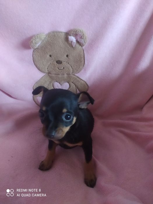 В'язка той тер'єр