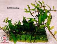Bolbitis Buea Long Rarytas