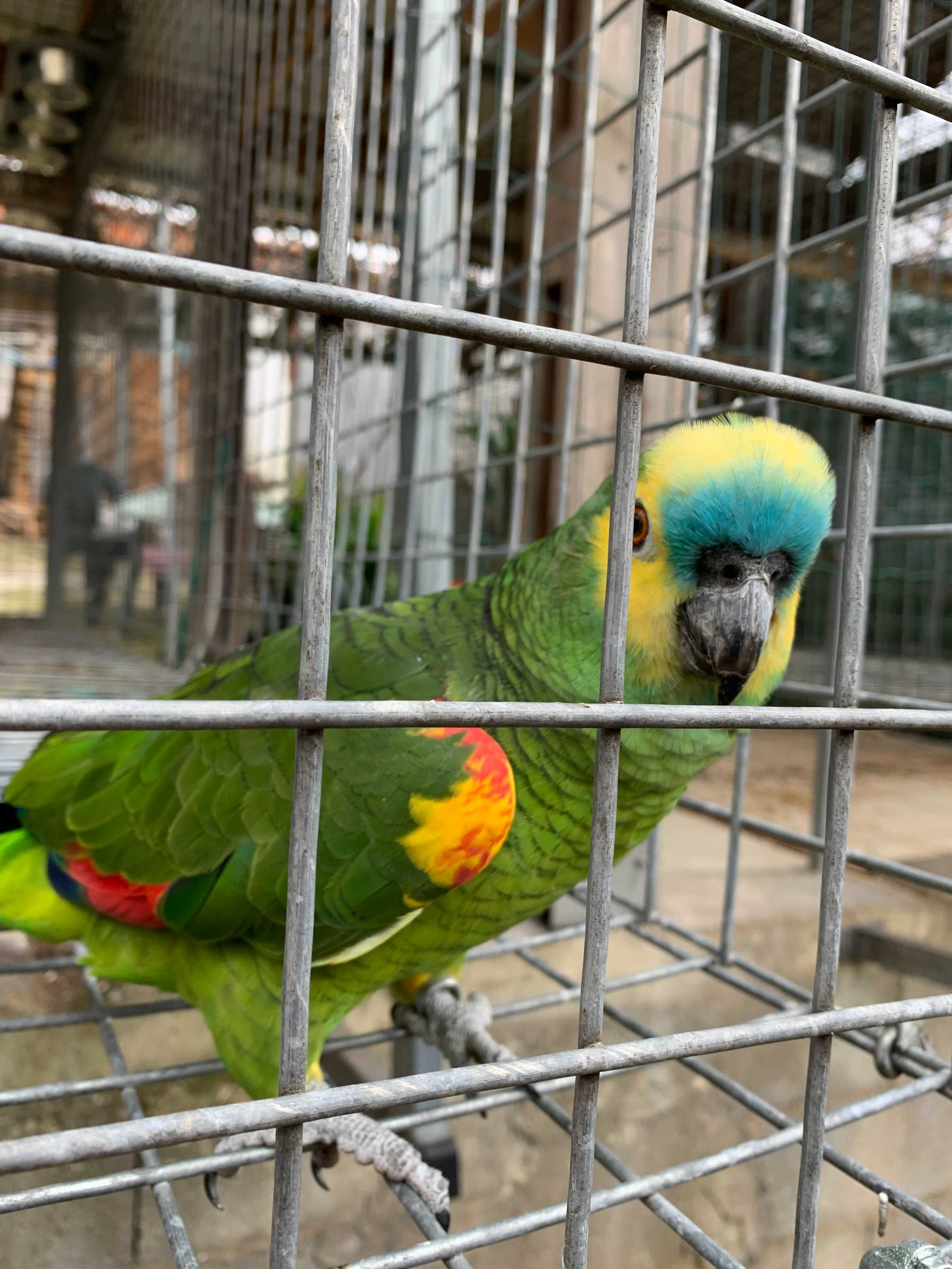 Papagaio Amazona Aestiva