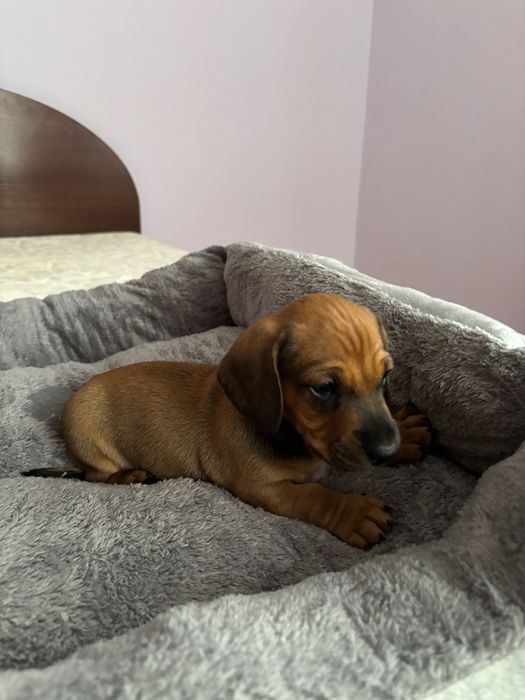 Цуценя такси , гладкошерста