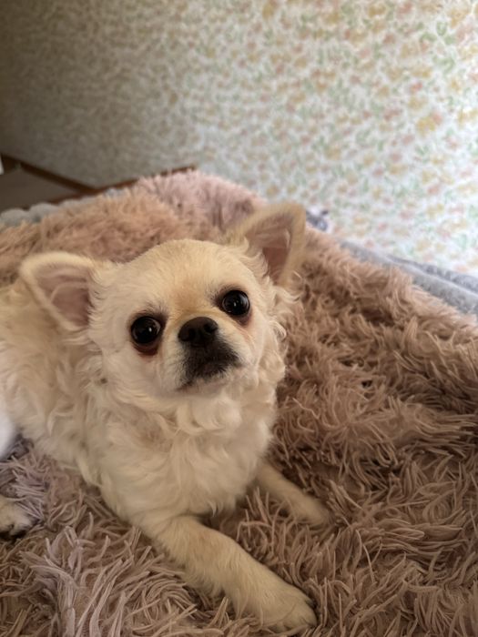 Продам Чихуахуа стандрат