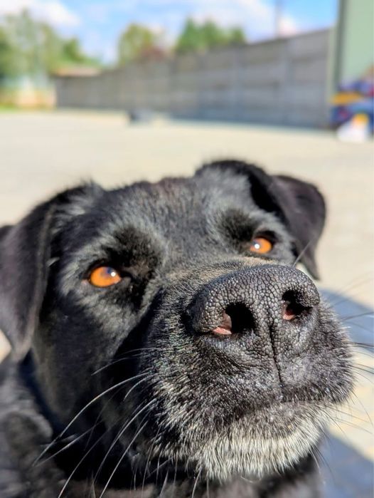 Miniaturowy labrador szuka domu – wulkan radości i miłości