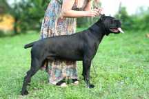 Cane corso Italiano reproduktor zkwp fci