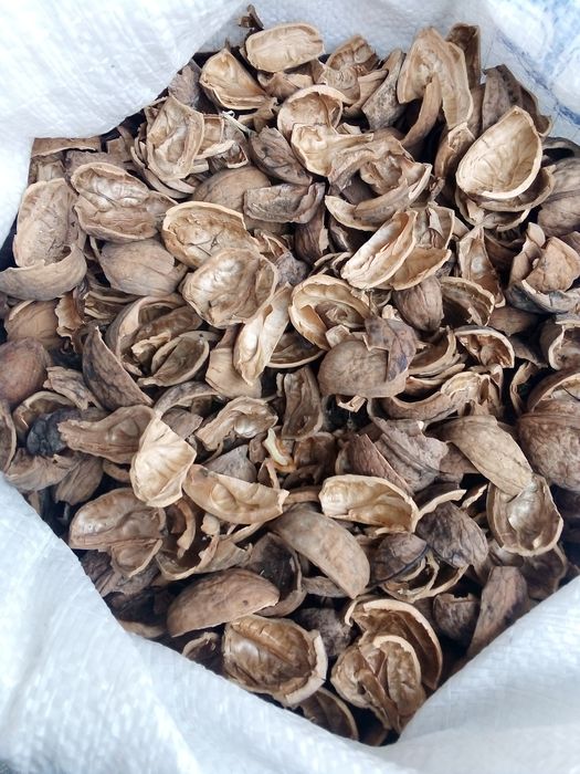 Скарлупа грецького ореха