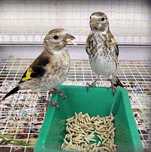 Várias Aves de Fauna  2024/2025