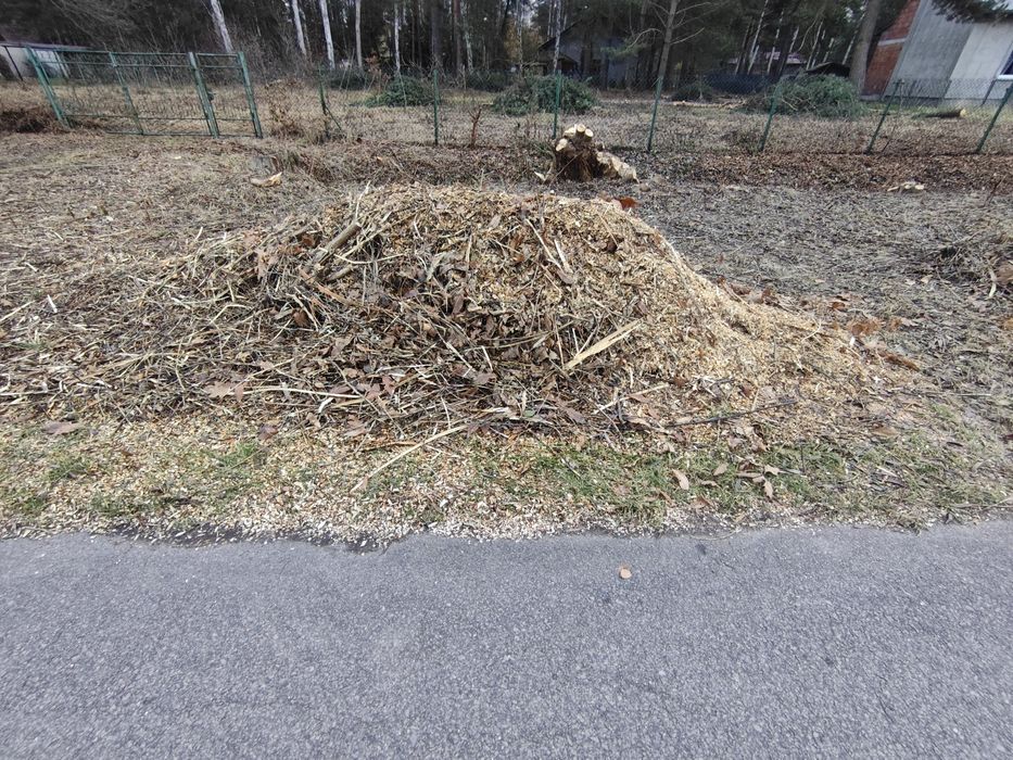 Oddam za darmo zrębki z drzew lisciastych