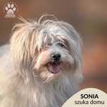 Sonia szuka domu na jesień życia! OTOZ Animals Schronisko Ciapkowo