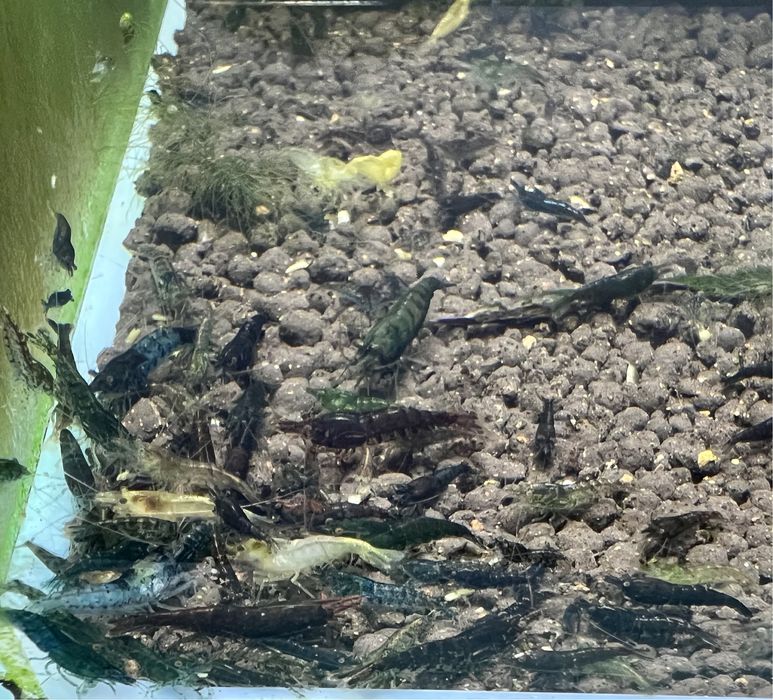 30x Neocaridias variadas