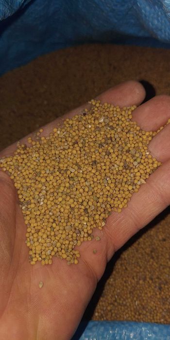 Nsiona gorczycy białej 10 kg