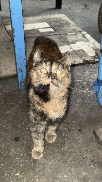 Котенок девочка бесплатно. Кошечка даром. Котята. Кошка.