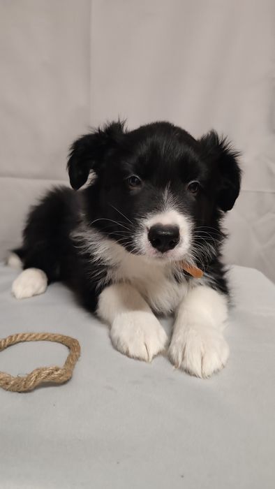 Szczeniak Border Collie