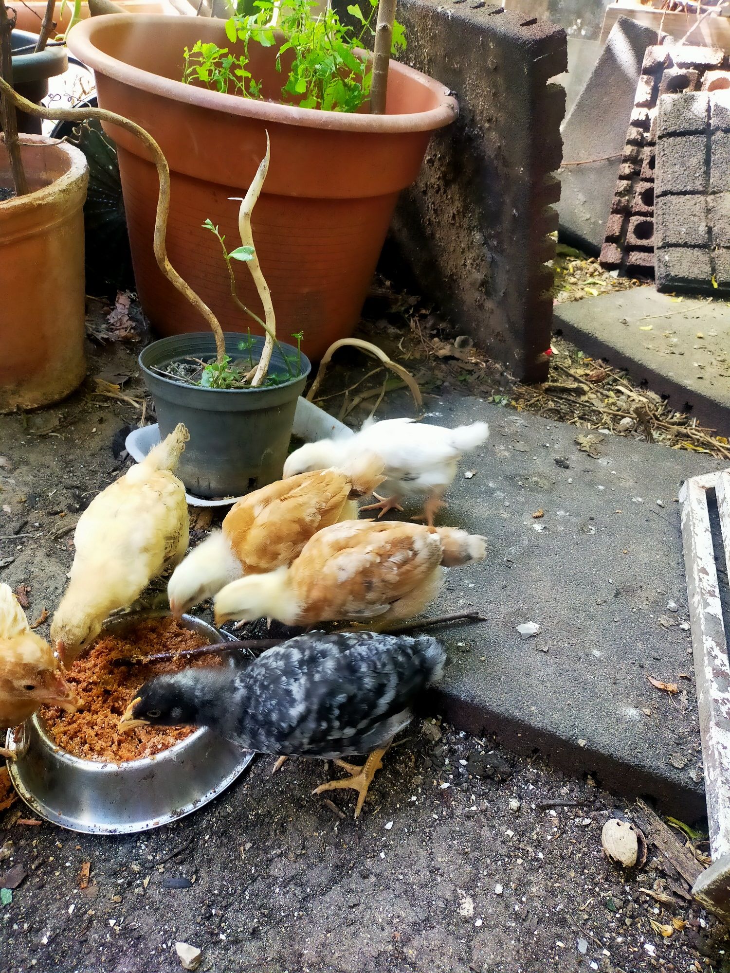Vendo 7 pintos alimentados com alimentação biológica