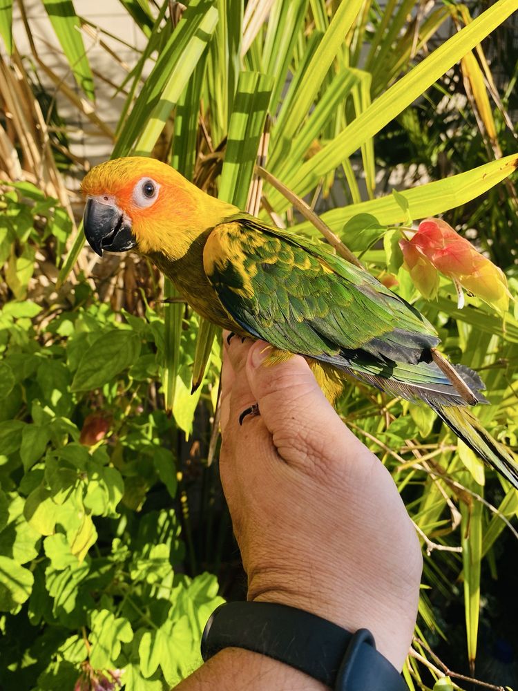 Aratinga do Sol domesticado grande oportunidade