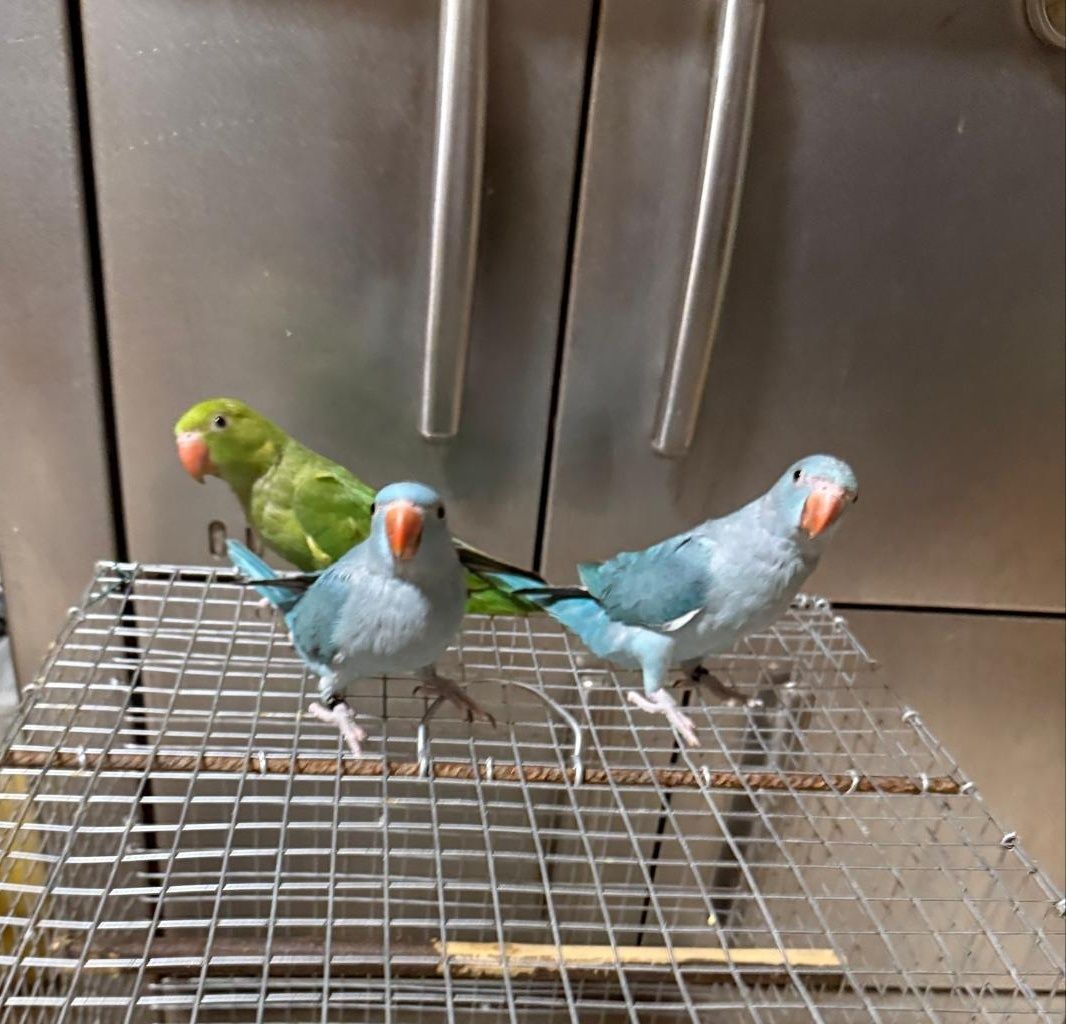 Ring necks criados à mão