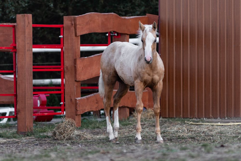 Ogierek AQH najlepsze reining pochodzenie