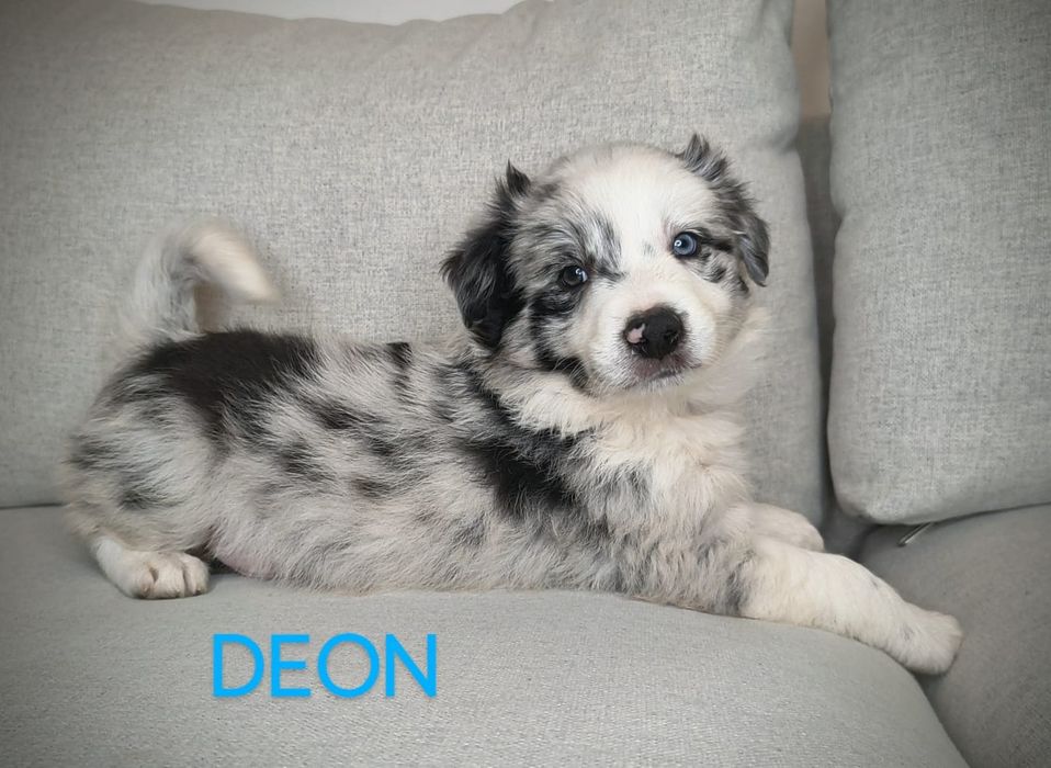 Border Collie Piesek  Blue Merle  Badania