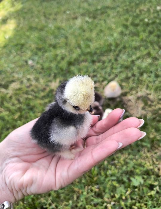 Jajka lęgowe lęgi jaja silki silka USA kurczęta