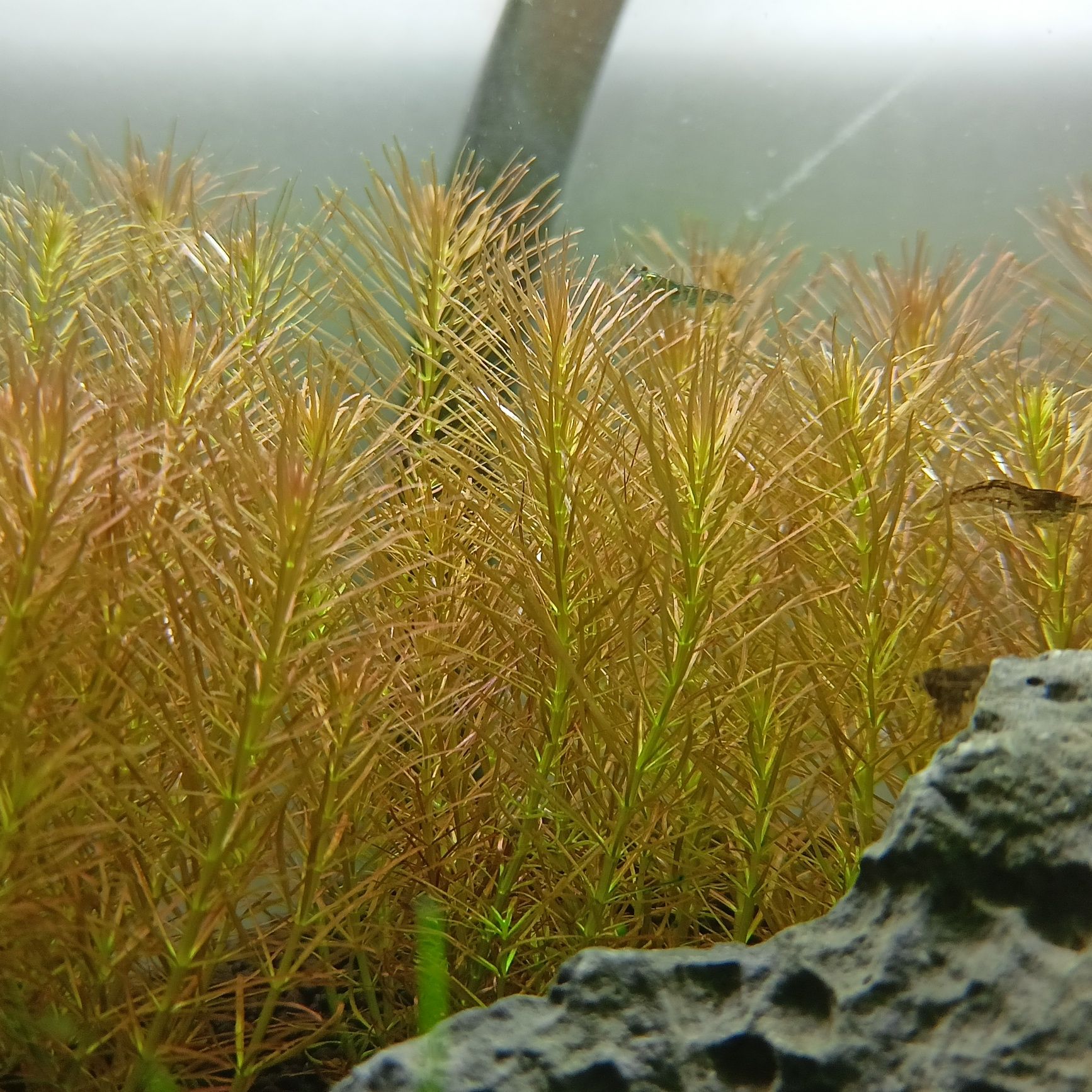 Rośliny z przycinki (rotalia rotundifolia, Moczarka ,Cryptocoryne )