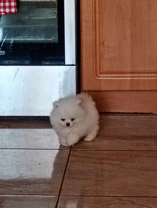 Szpic miniaturowy piesek