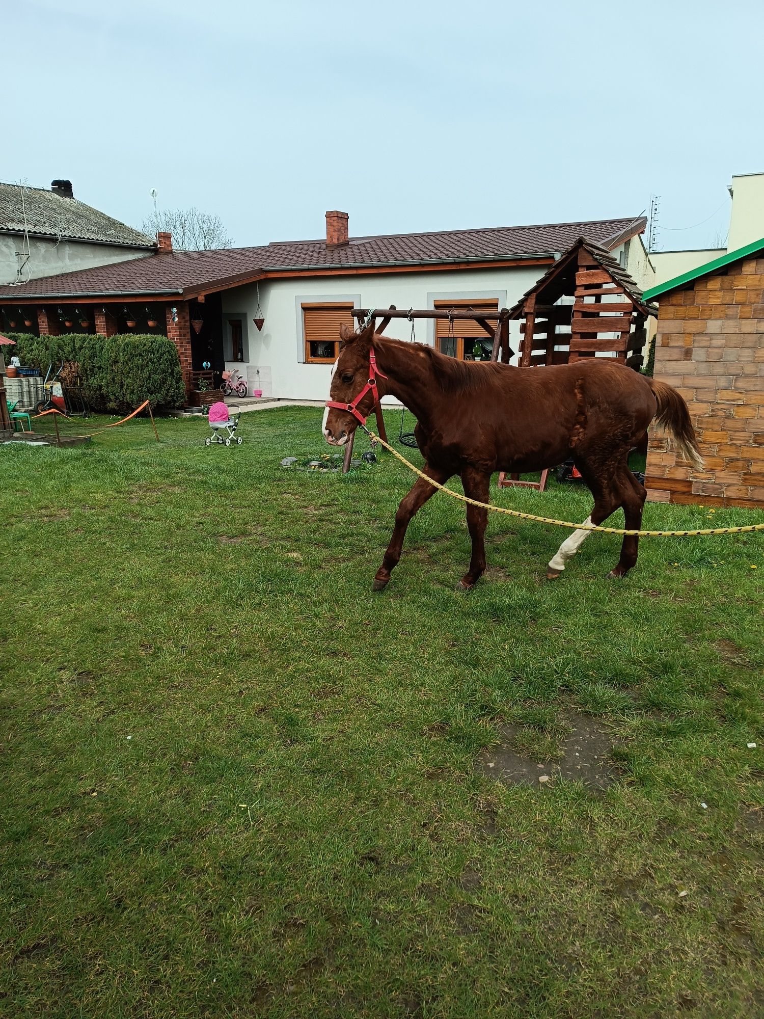 Koń hanowerski źrebak