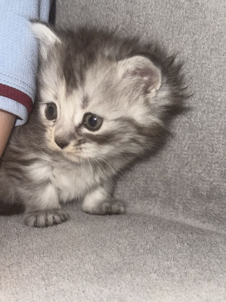 Кошенята шотландські Скотіш страйт