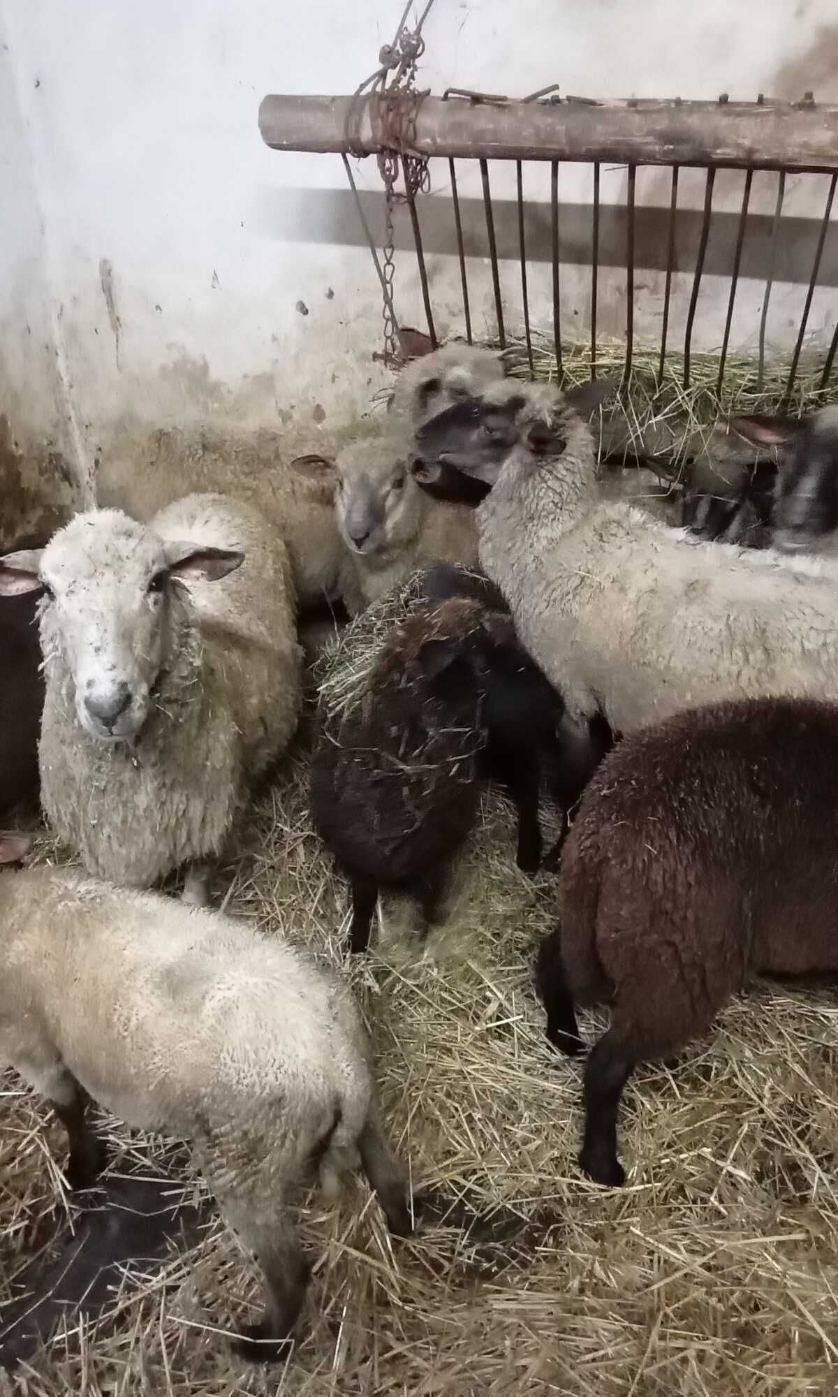 Owce jagnięta baranki