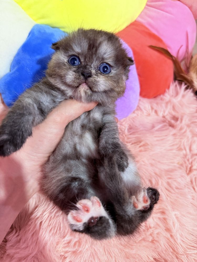 Шотландские котята