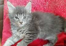 Maine Coon mały  kocurek bez kastracji