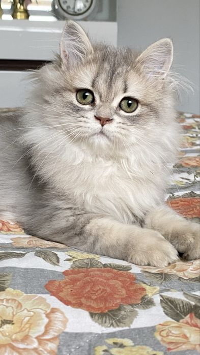 Британське кошеня голубе золото