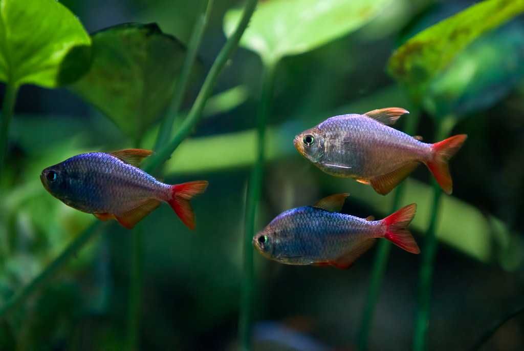 Bystrzyk kolumbijski - Hyphessobrycon columbianus - dowóz, wysyłka