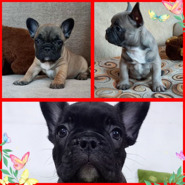 Лагідні цуценятка