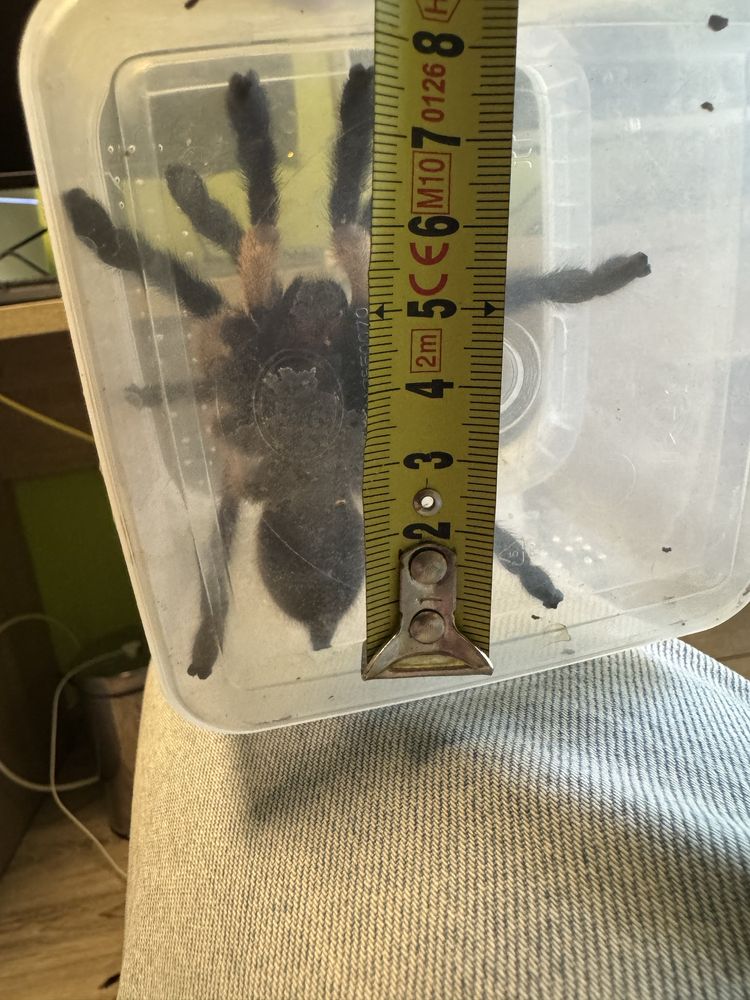 Monocentropus balfouri + pojemnik