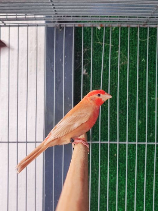 Carpodacus Mexicanus Phaeo