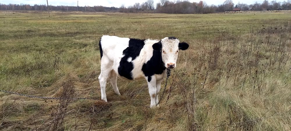 Продам бичка ...