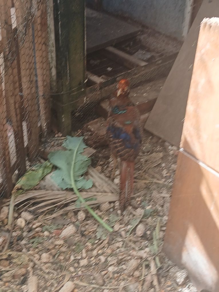 Tenho para venda faisões dourado