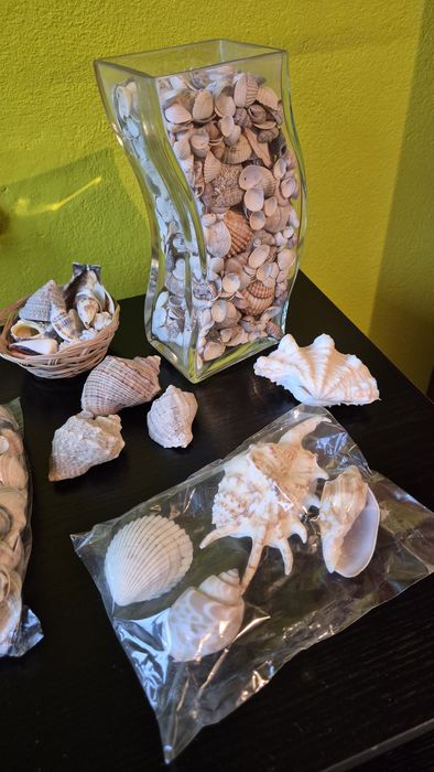 Kolekcja muszelek i muszli w pudełku