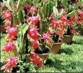 Promoção, Pitaya planta enraizadas