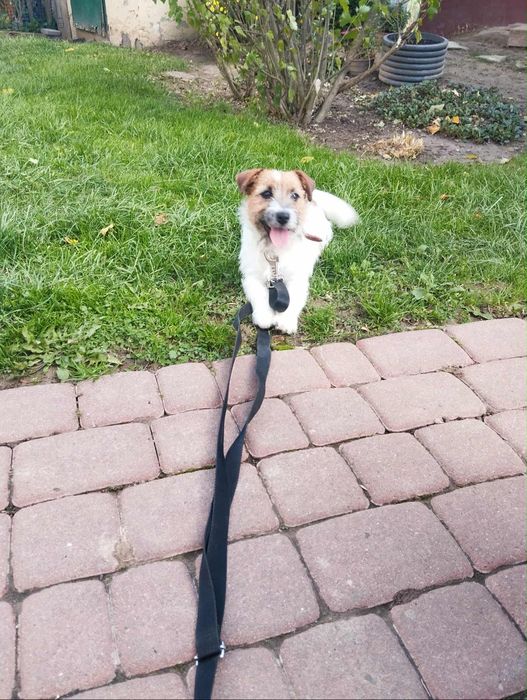 Jack russel terier szorstkowłosy