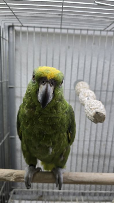 Papagaio Ocrocefalo