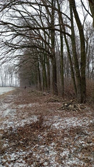 Розліснення ділянок