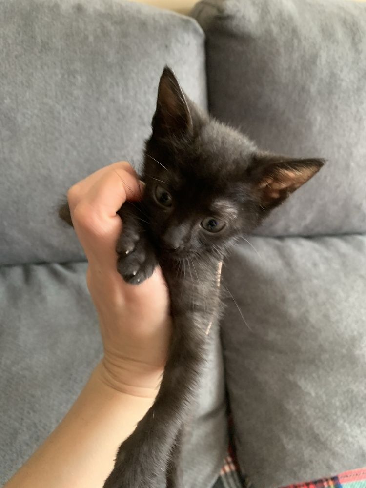Gatinha bebé para adoção