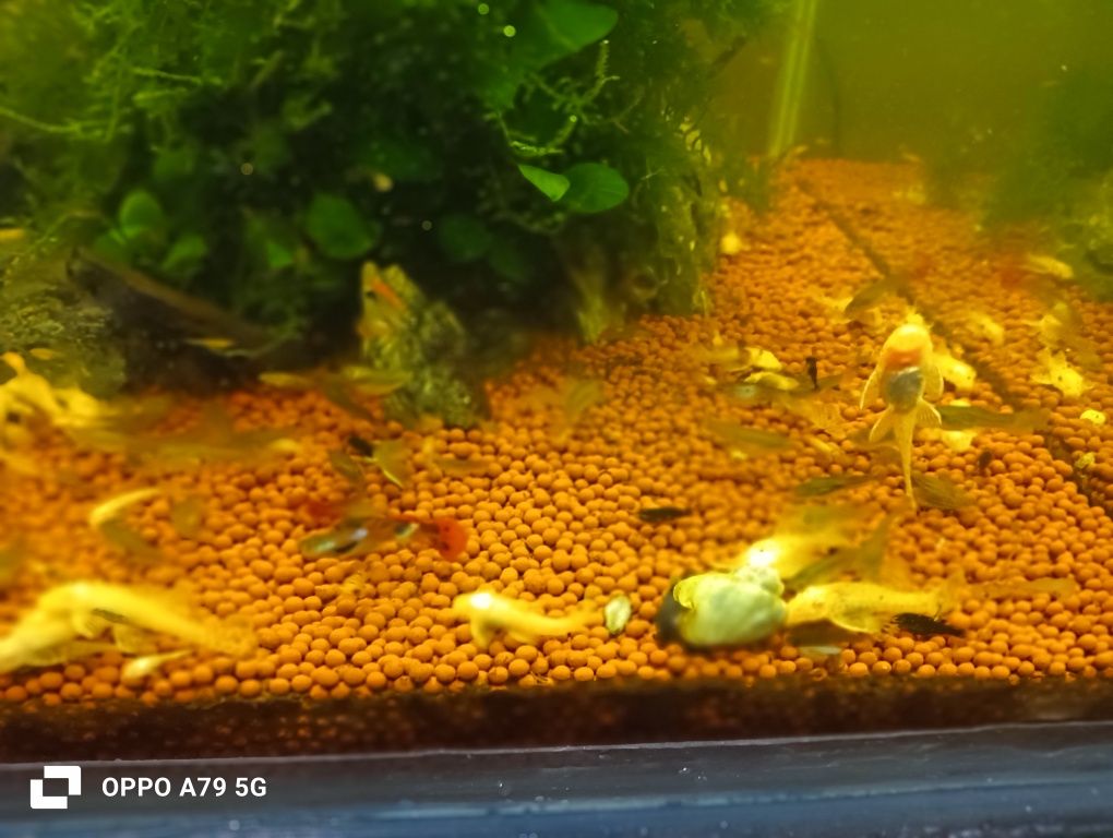 Ancistrus albinos