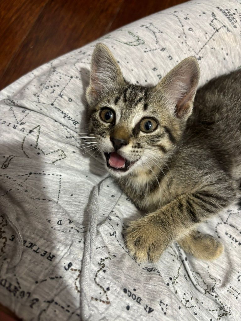 Gatinha bebé para adoção responsável