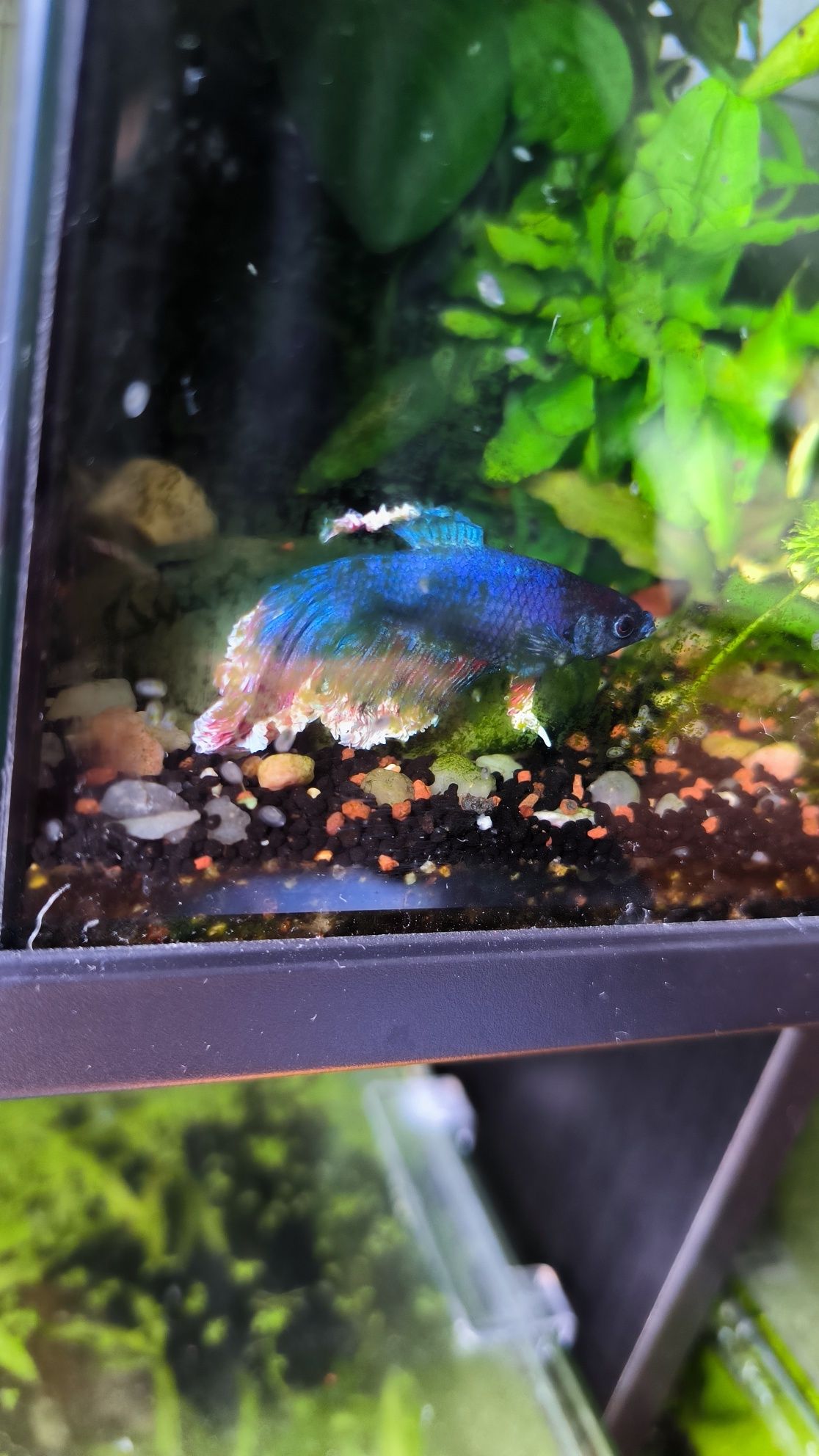 Peixe Betta macho