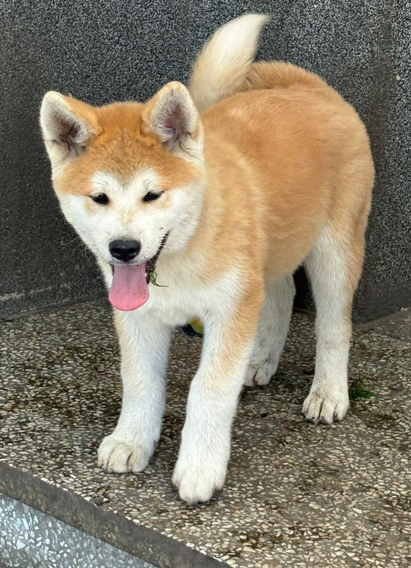 Akita Japońska (Inu) samiec nr 3