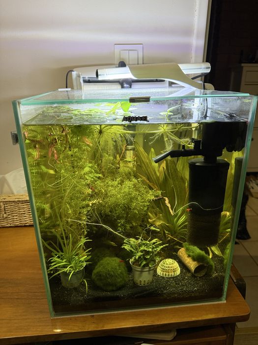 Krewetkarium Aquael 49l