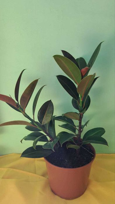 Фікуси Робуста, дорослі рослини